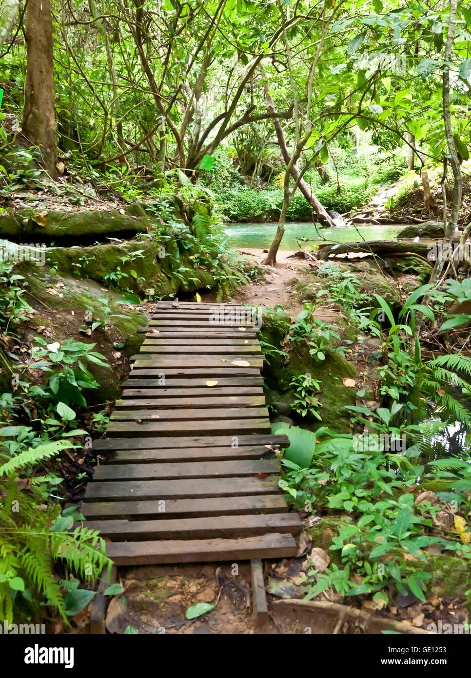 Ponte di legno per la cascata nella foresta. Foto Stock