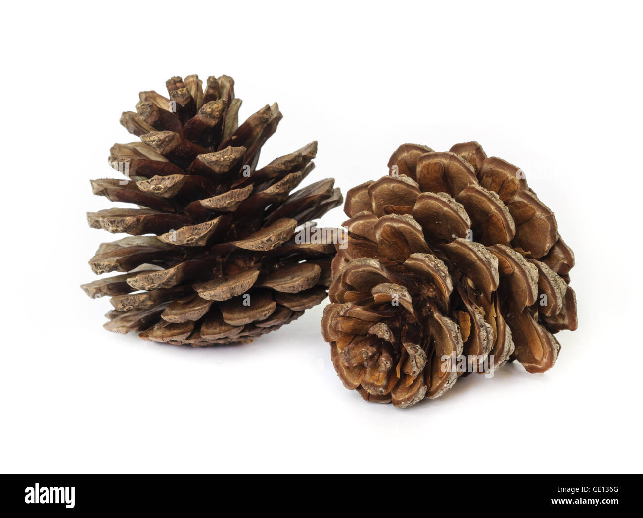 Pigne isolati su sfondo bianco. Foto Stock