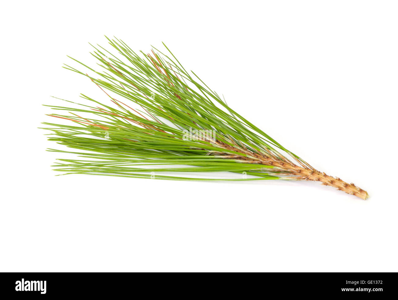 Rami di pino isolato su sfondo bianco. Foto Stock