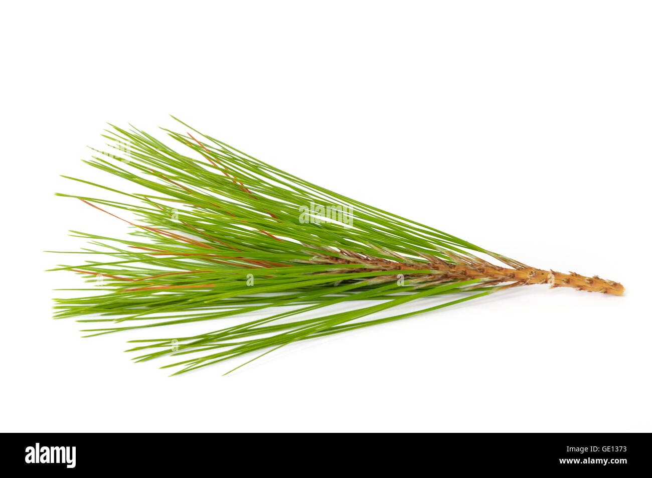 Rami di pino isolato su sfondo bianco. Foto Stock