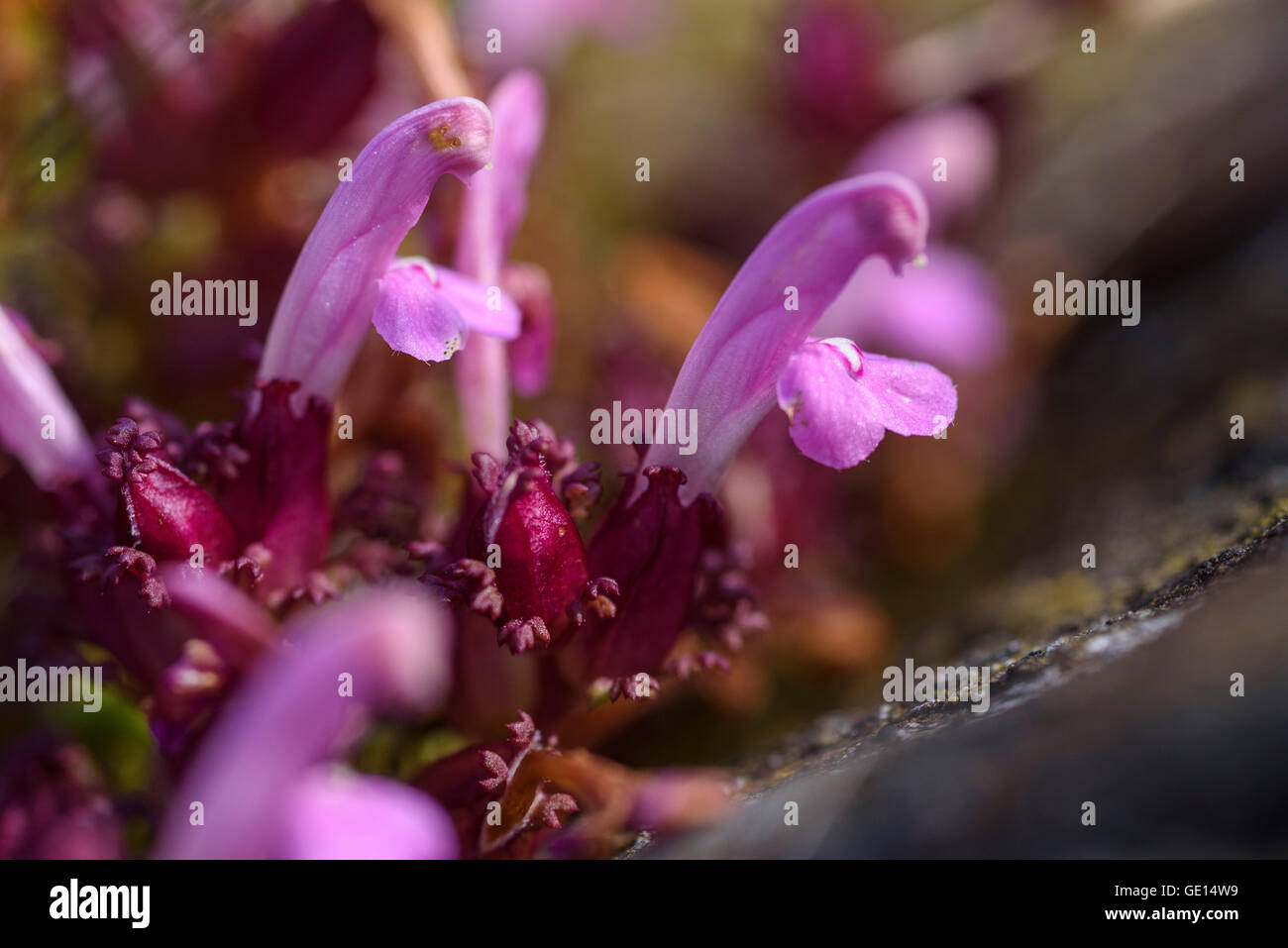 Lousewort, Pedicularis Sylvatica, millefiori, Valle della flotta, Dumfries & Galloway, Scozia Foto Stock