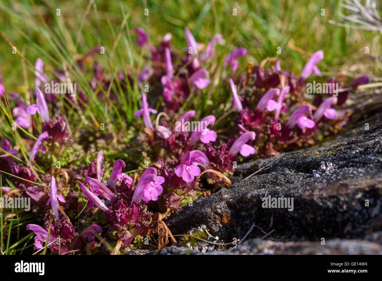 Lousewort, Pedicularis Sylvatica, millefiori, Valle della flotta, Dumfries & Galloway, Scozia Foto Stock