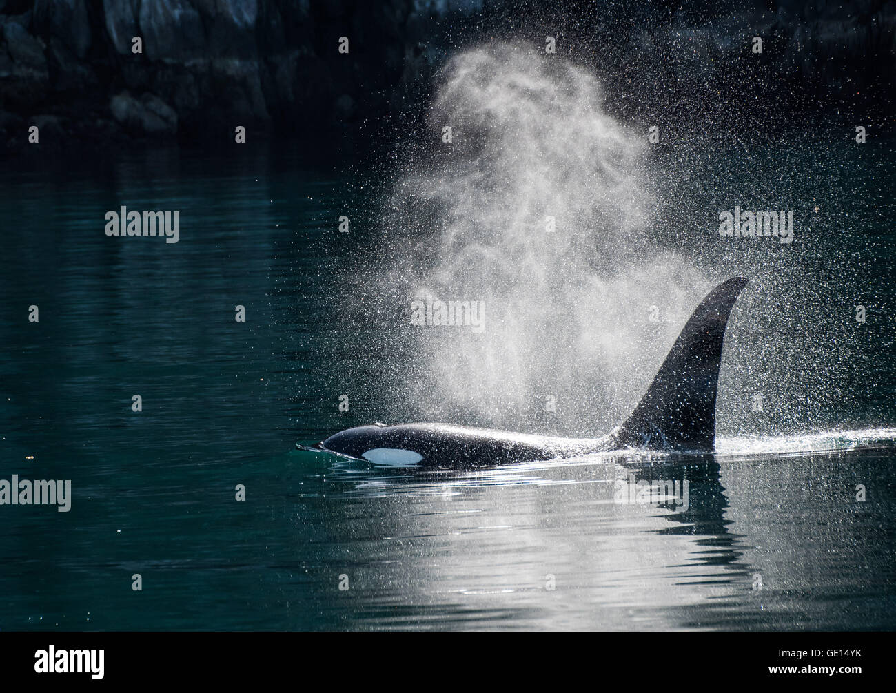 Orca whale espira sotto la luce diretta del sole Foto Stock