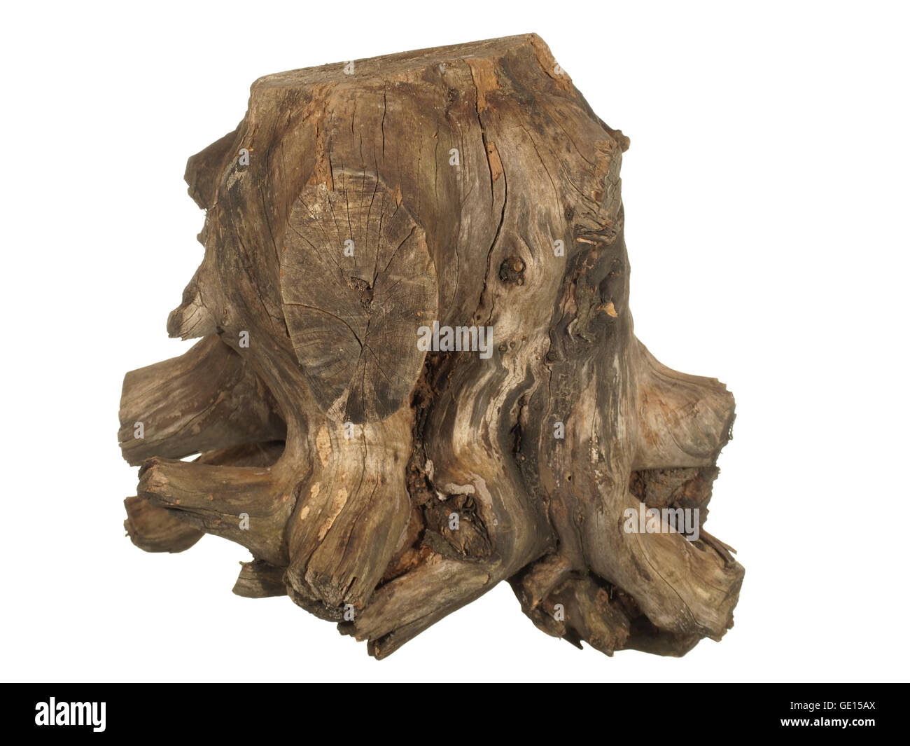 Driftwood ceppo di albero isolato su sfondo bianco Foto Stock