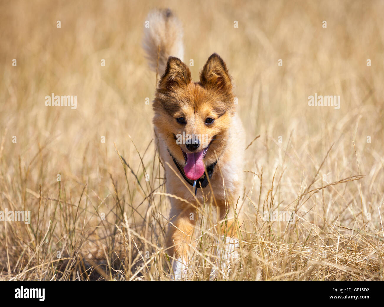 Piccolo cane nel campo di grano Foto Stock