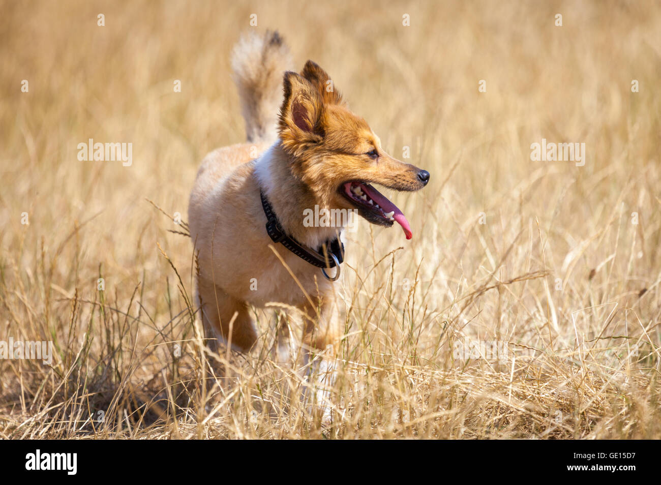 Piccolo cane nel campo di grano Foto Stock