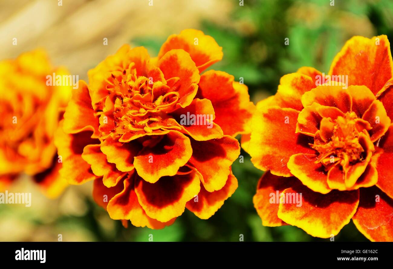 Arancio e giallo mini-garofani. Striped garofani significano rammarico o il rifiuto. Foto Stock