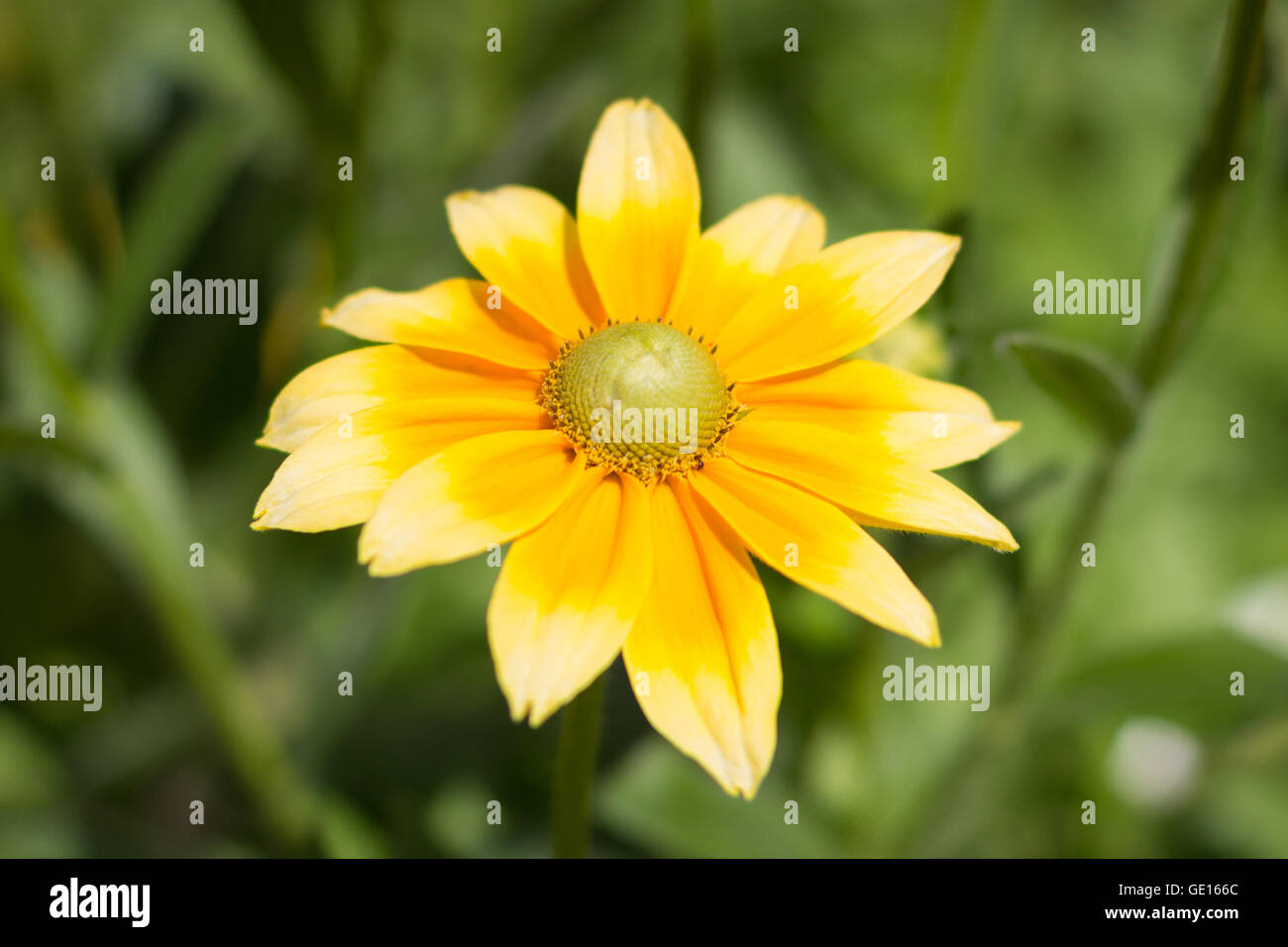Rudbeckia hirta , giallo estate fiore - estate indiana Foto Stock