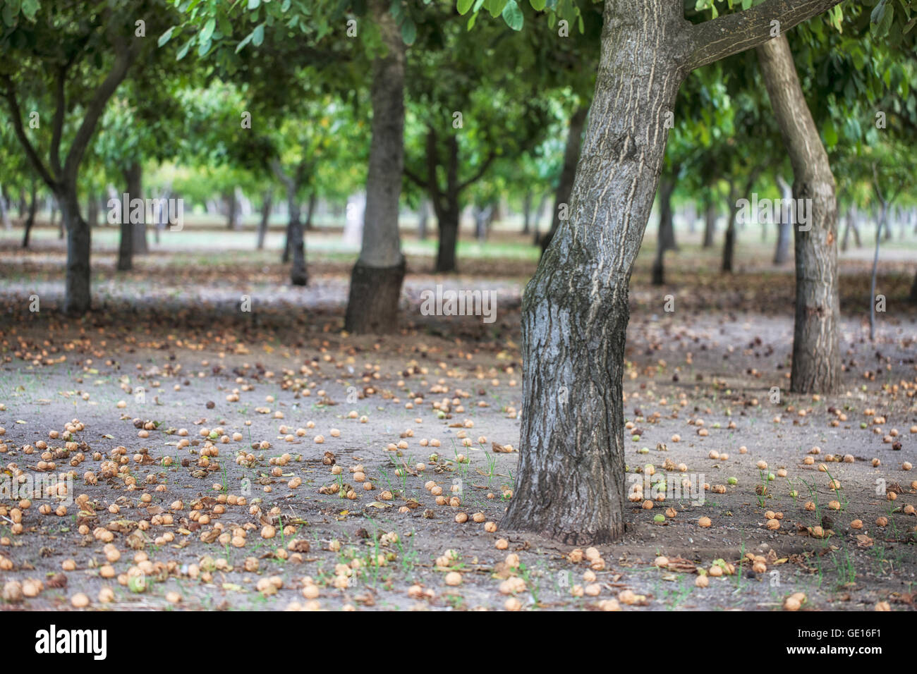 Il frutteto di noce con noci sul terreno Foto Stock