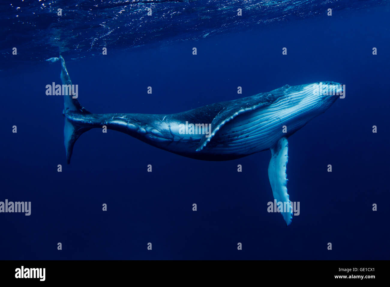 Humpback Whale nuoto subacqueo, Tonga, Sud Pacifico Foto Stock