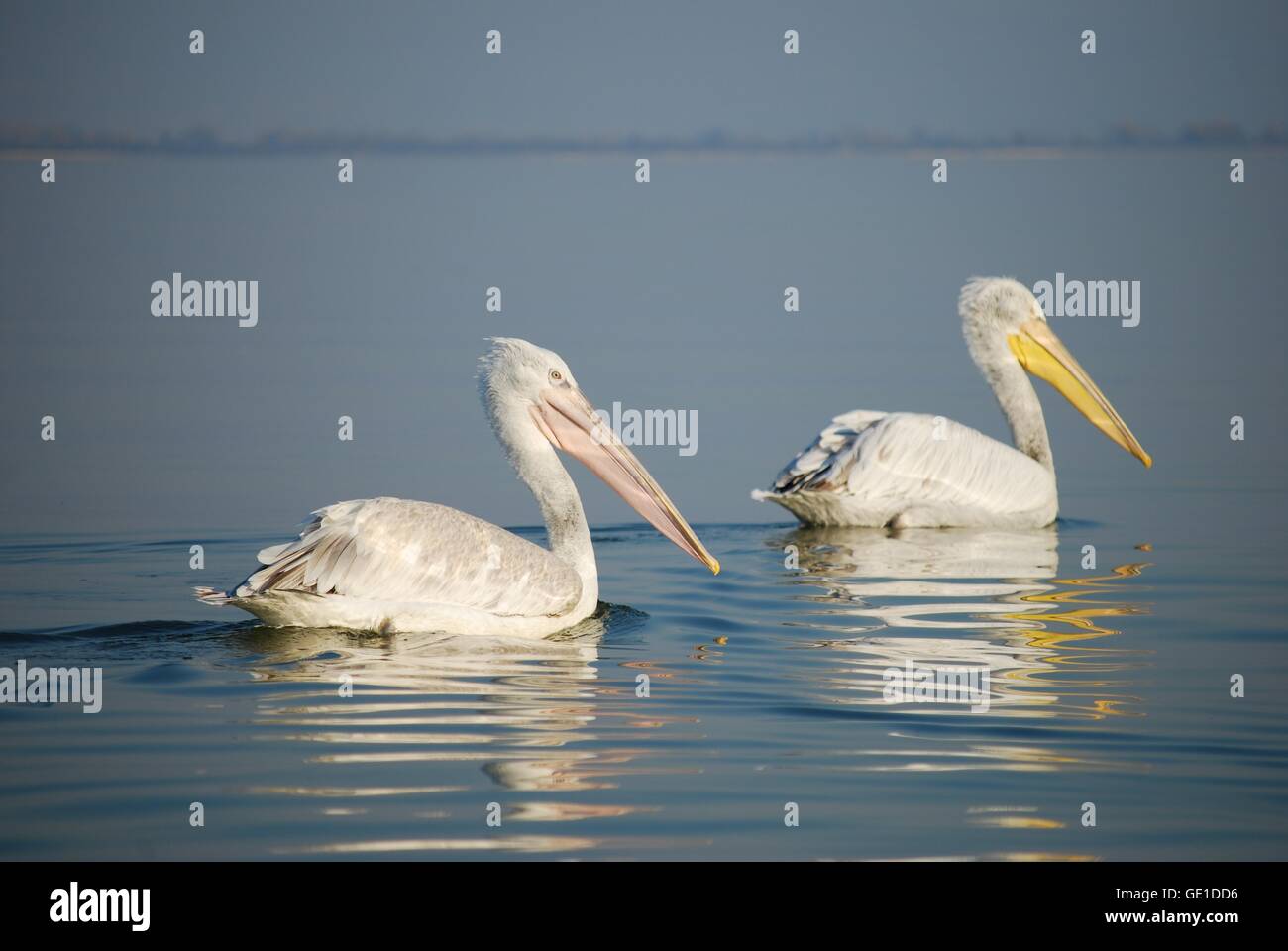 Due pellicano dalmata uccelli, il lago di Kerkini National Park, Grecia Foto Stock