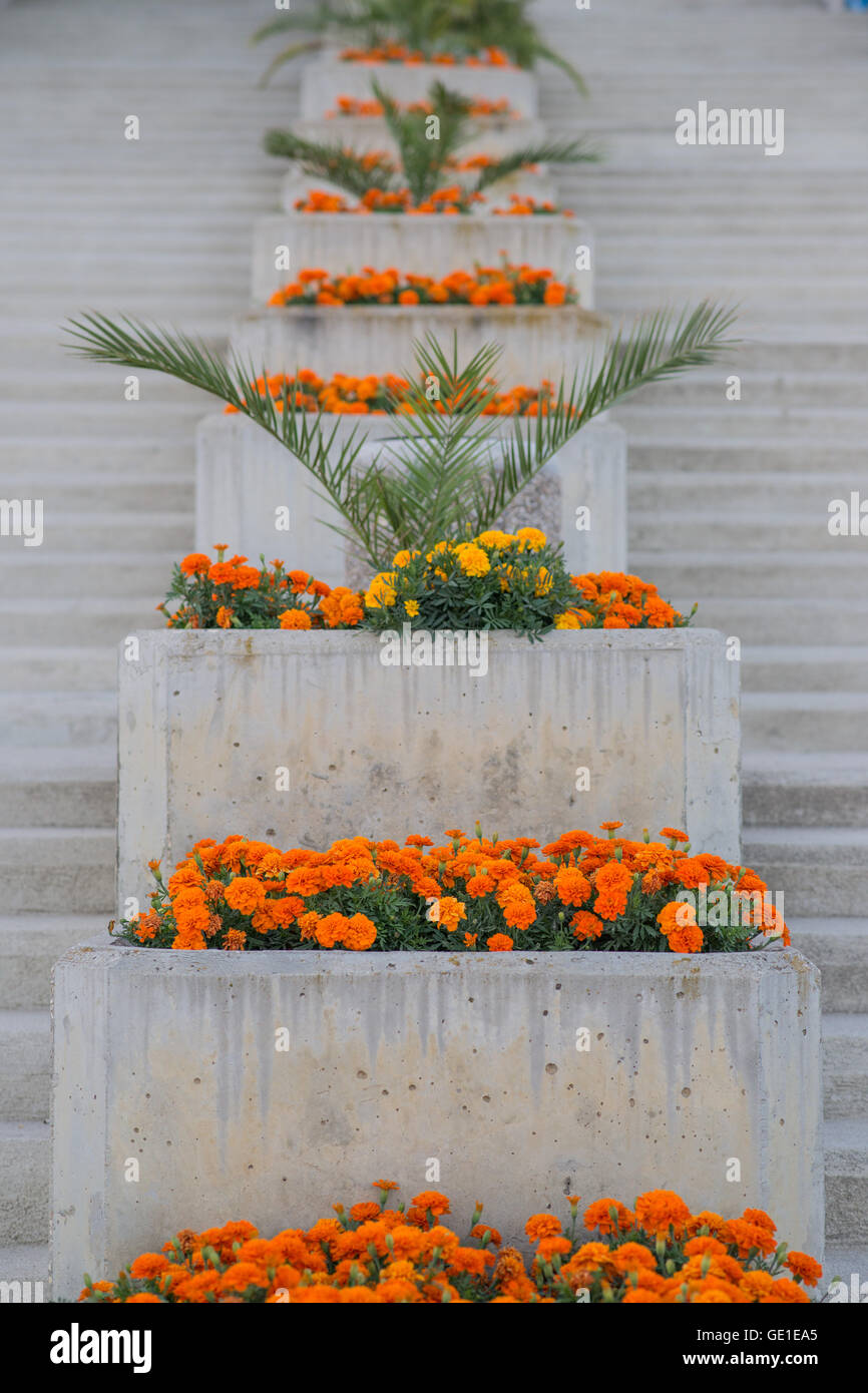 Fiori arancioni su scala Foto Stock
