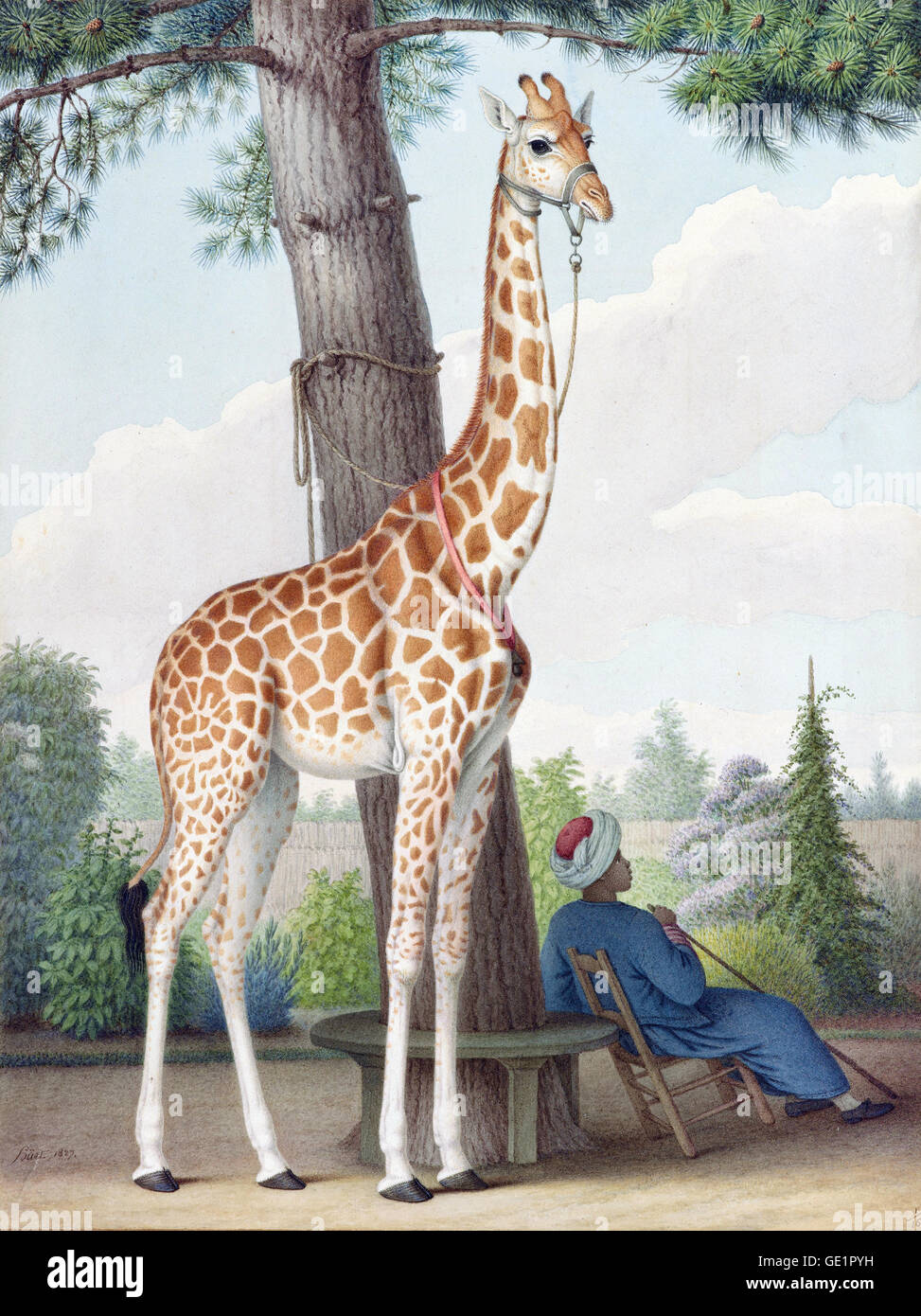 Nicolas Huet, il giovane, studio della giraffa dato a Carlo X dal viceré d'Egitto 1827 acquerello. La Morgan Library un Foto Stock