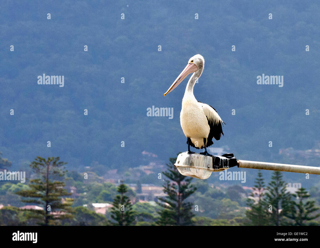 Pelican poggia sul palo della luce Foto Stock