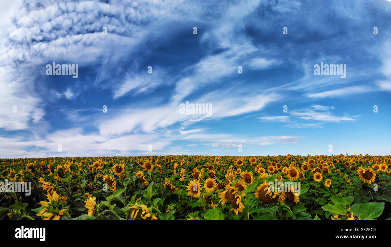 Panorama campo di girasoli Foto Stock