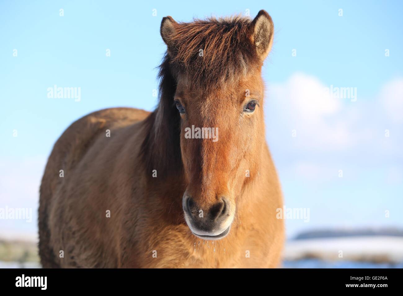Cavallo islandese ritratto Foto Stock