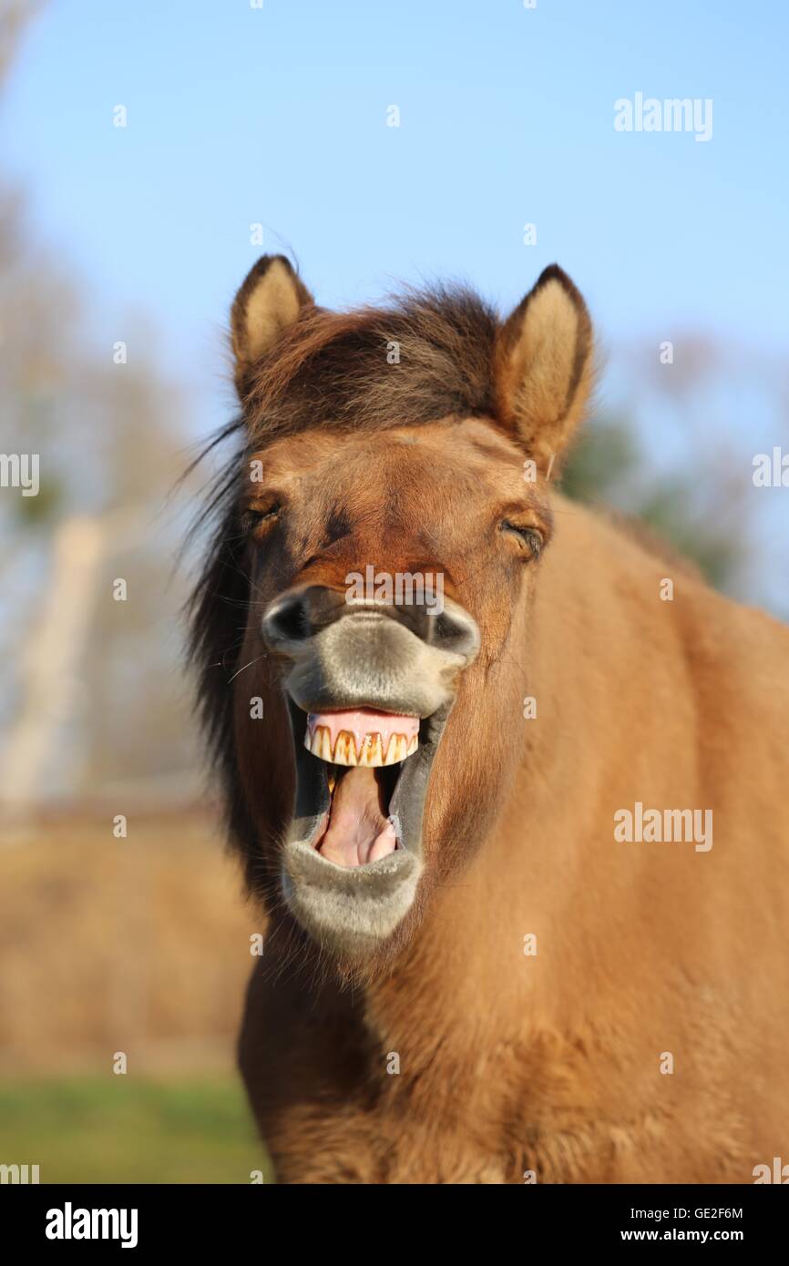 Cavallo islandese ritratto Foto Stock