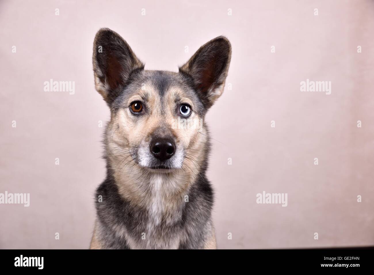 Husky-Mongrel ritratto Foto Stock
