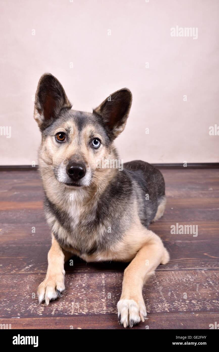 Giacente Husky-Mongrel Foto Stock