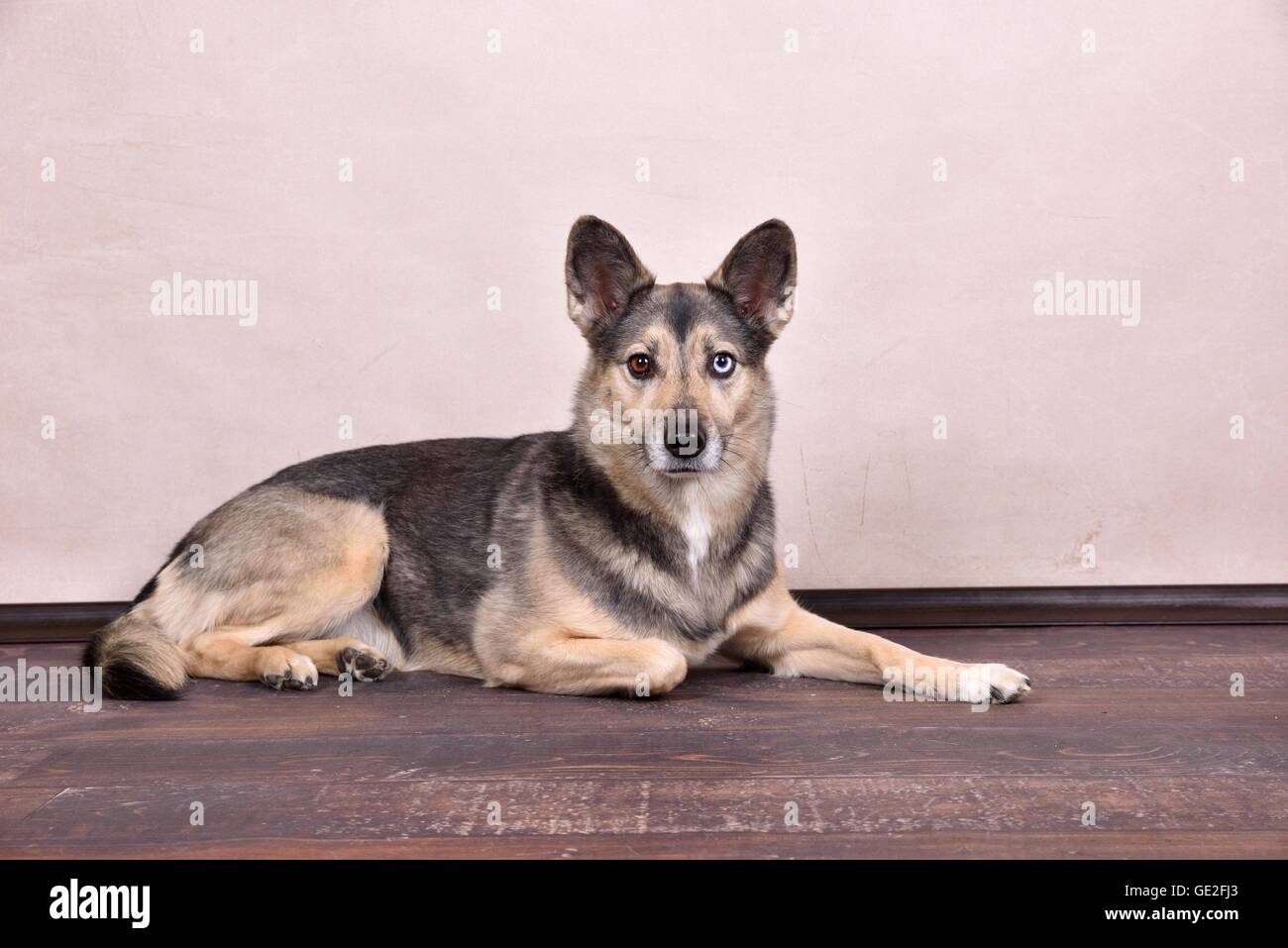 Giacente Husky-Mongrel Foto Stock