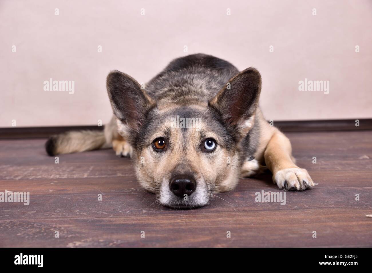 Giacente Husky-Mongrel Foto Stock