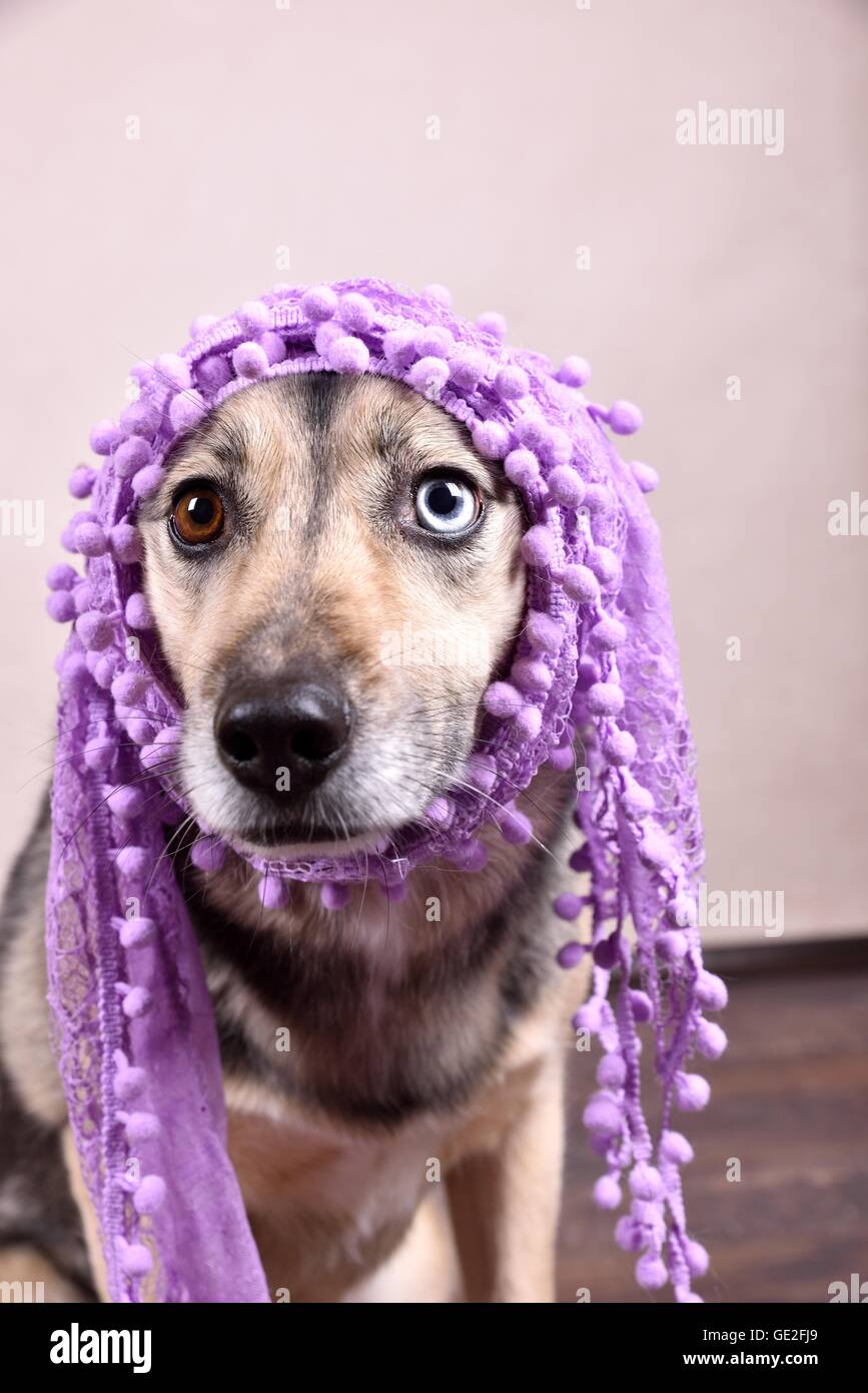 Husky-Mongrel ritratto Foto Stock