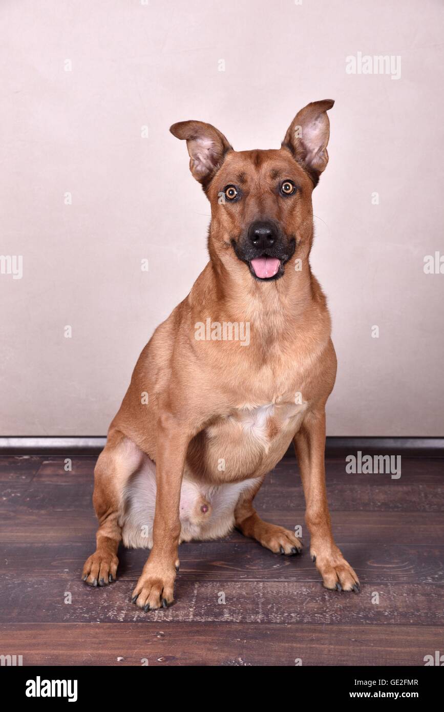 Udienza Rhodesian-Ridgeback-Mongrel Foto Stock