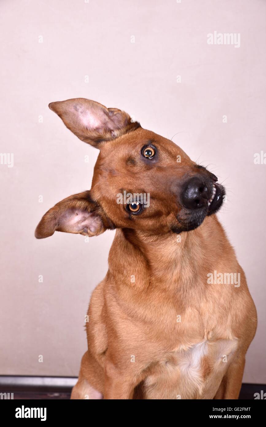 Rhodesian-Ridgeback-Mongrel ritratto Foto Stock