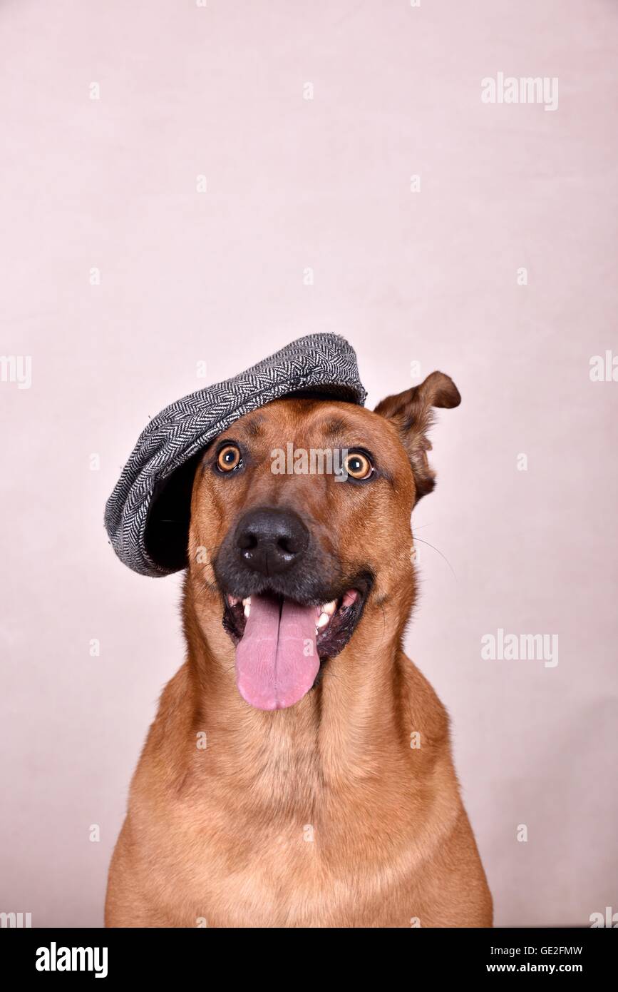 Rhodesian-Ridgeback-Mongrel ritratto Foto Stock