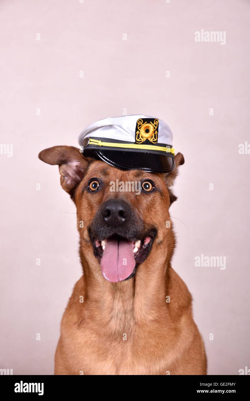 Rhodesian-Ridgeback-Mongrel ritratto Foto Stock