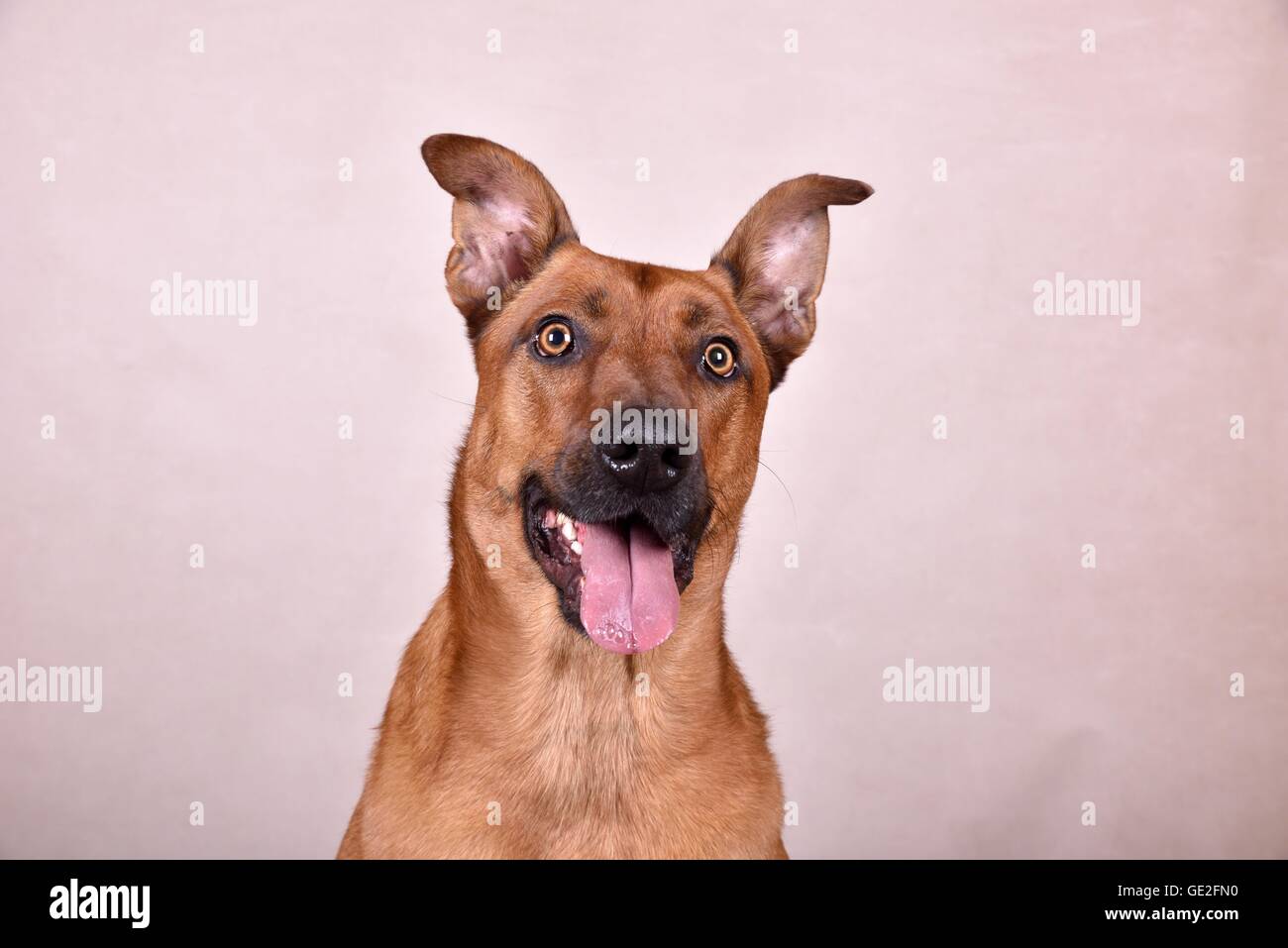 Rhodesian-Ridgeback-Mongrel ritratto Foto Stock