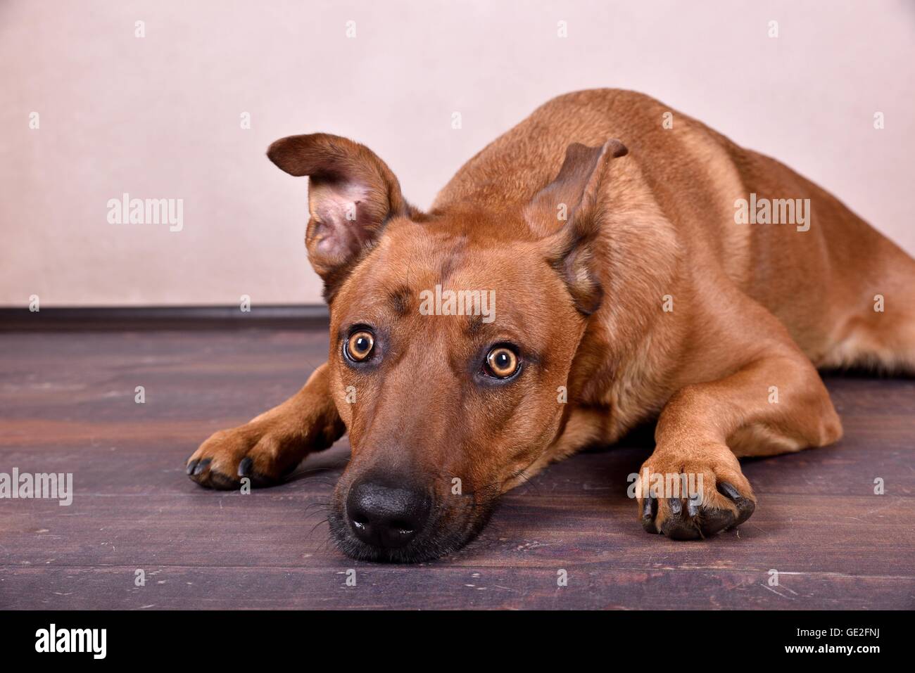 Giacente Rhodesian-Ridgeback-Mongrel Foto Stock