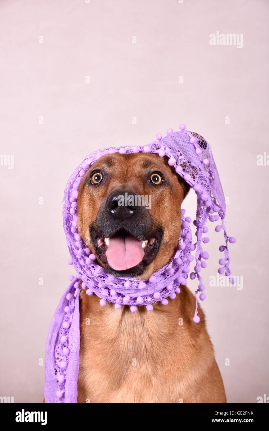 Rhodesian-Ridgeback-Mongrel ritratto Foto Stock