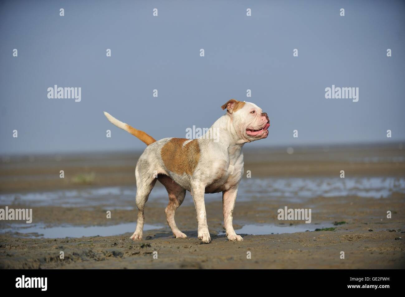 Sporco bulldog americano Foto Stock