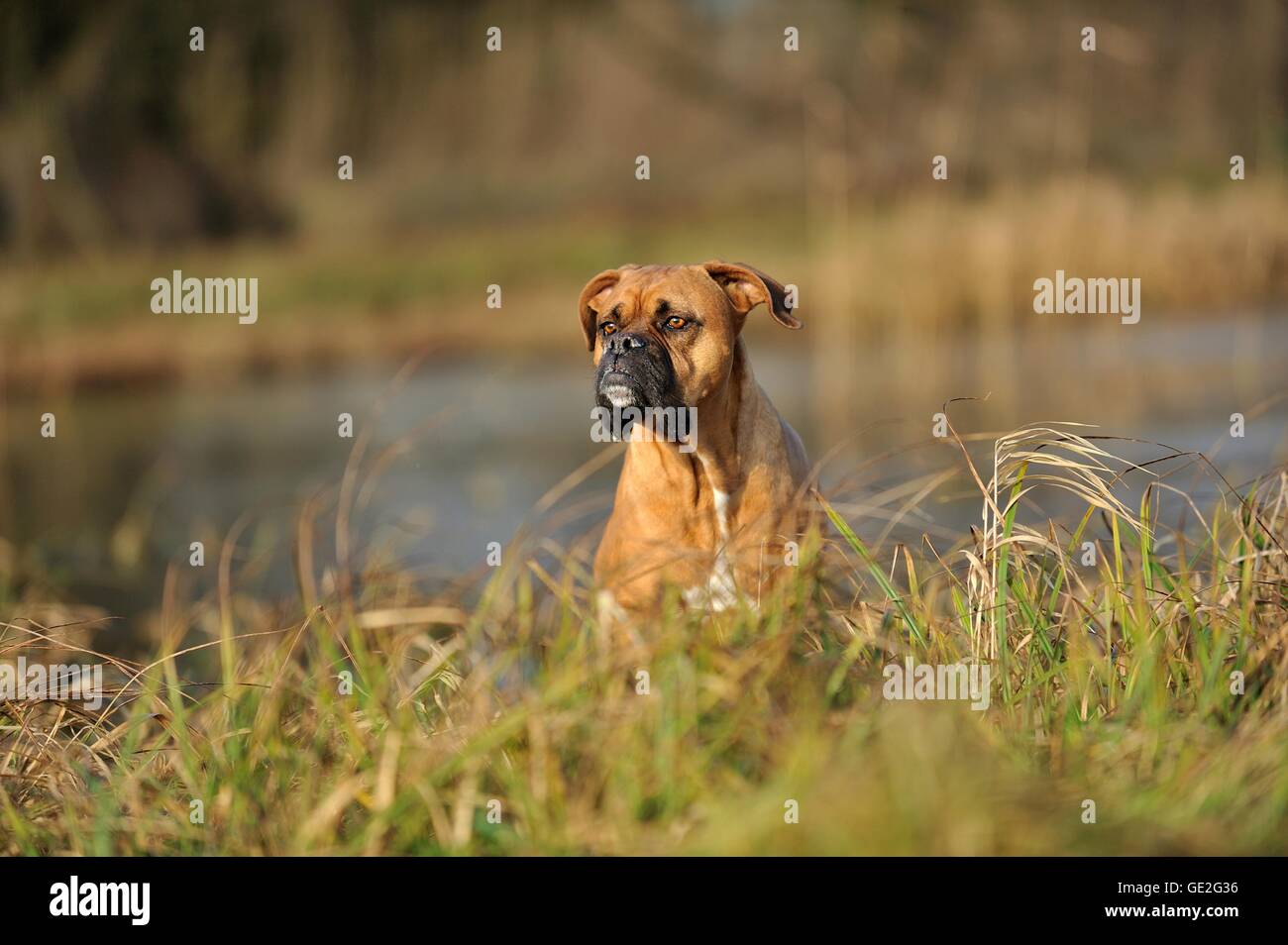 Boxer tedesche ritratto Foto Stock
