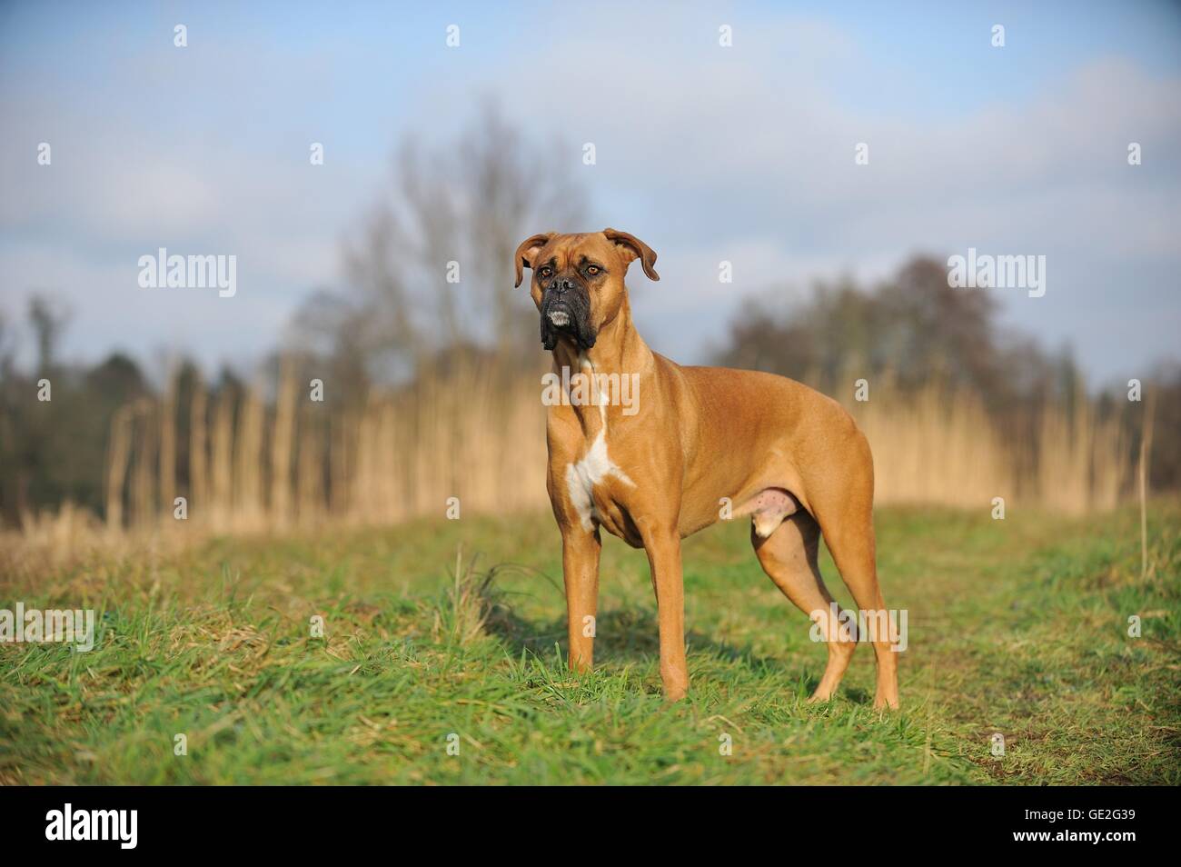 In piedi boxer tedesco Foto Stock