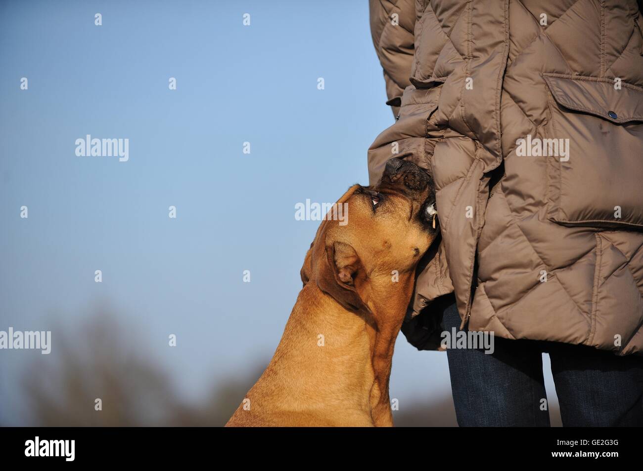 Boxer tedesche ritratto Foto Stock