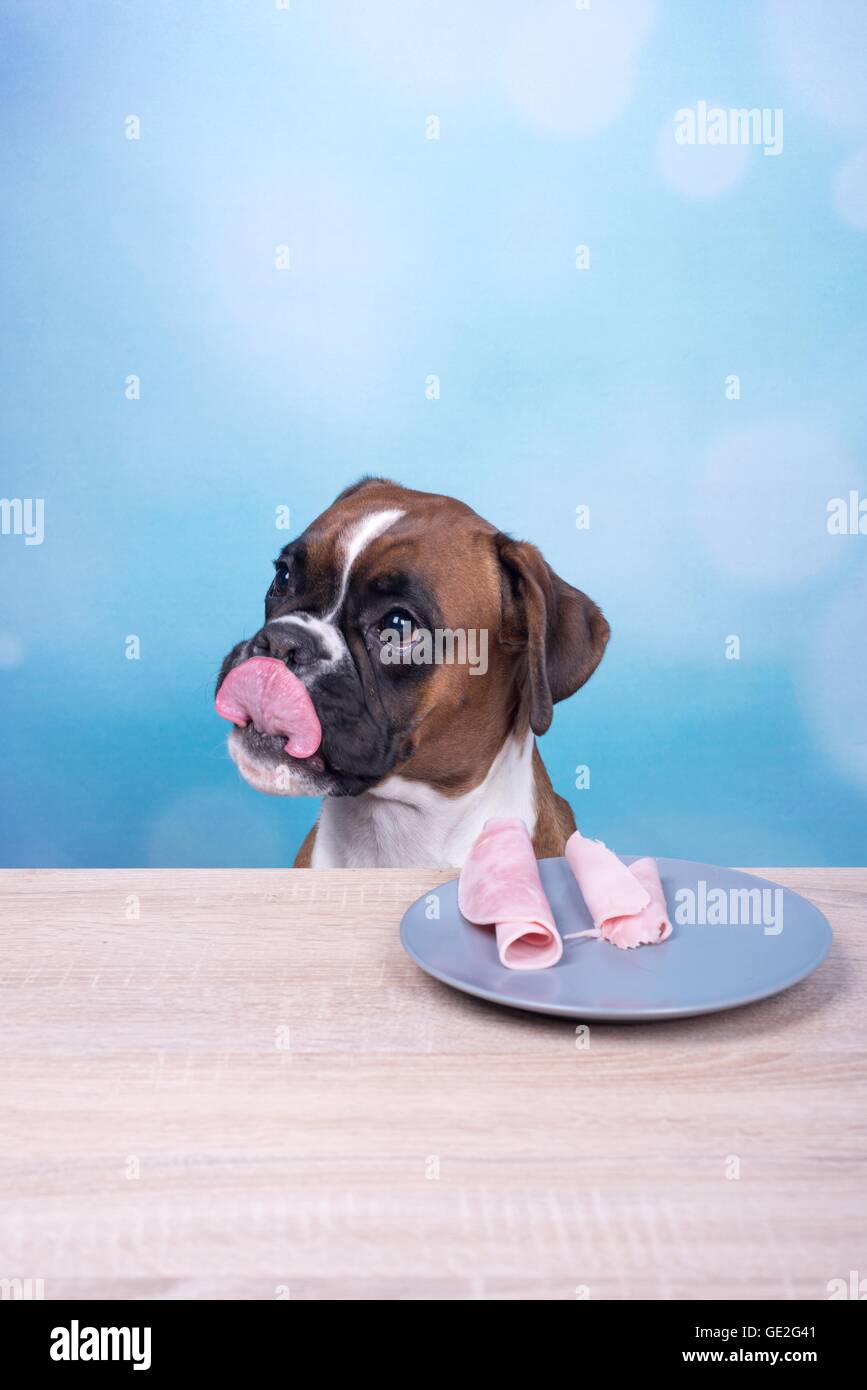 Boxer tedesche ritratto Foto Stock