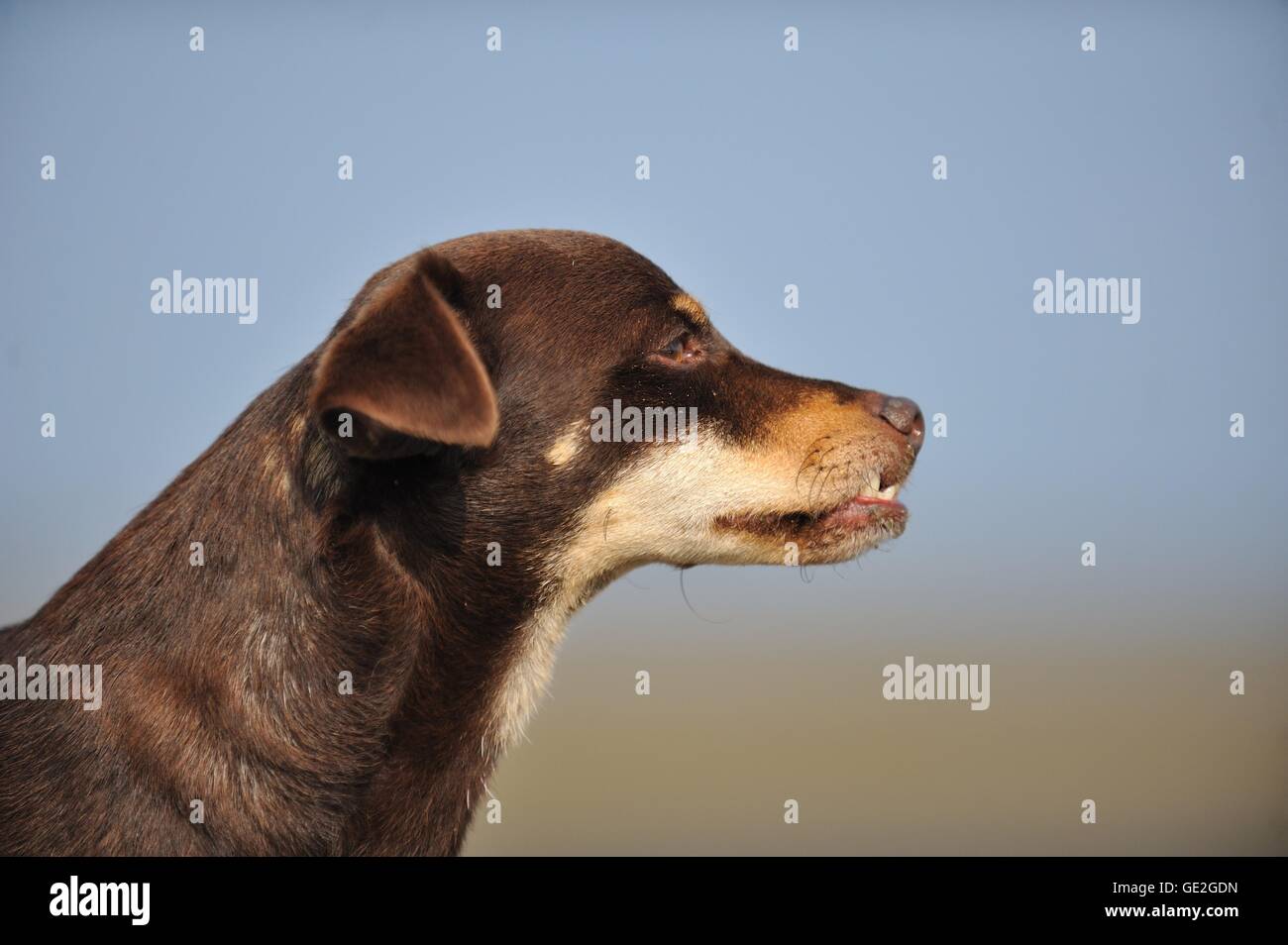 Mongrel ritratto Foto Stock