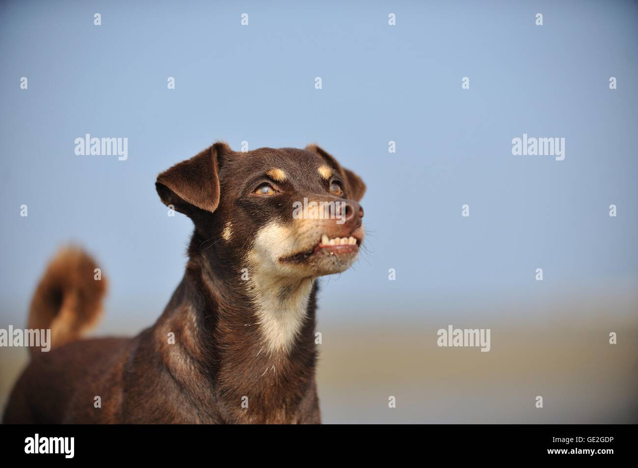 Mongrel ritratto Foto Stock