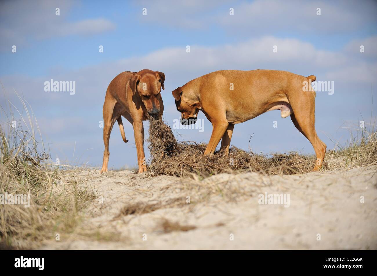 2 cani Foto Stock