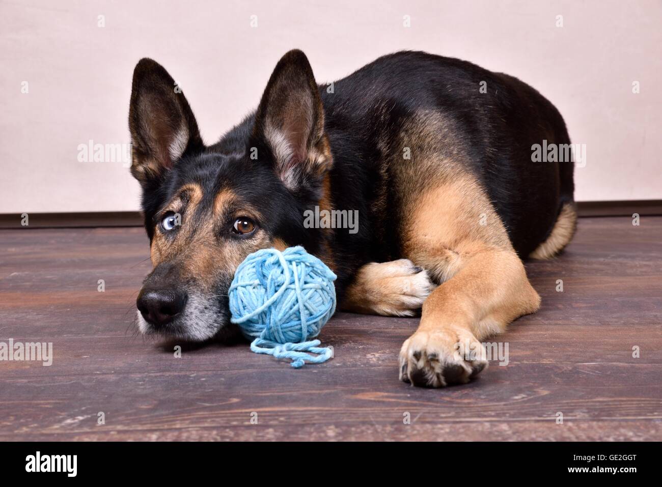 Giacente Husky-Shepherd Foto Stock