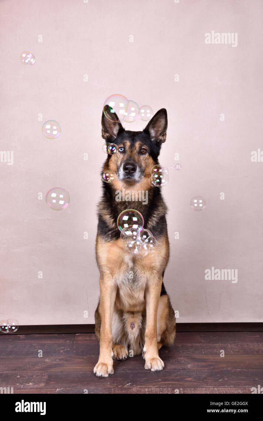 Udienza Husky-Shepherd Foto Stock