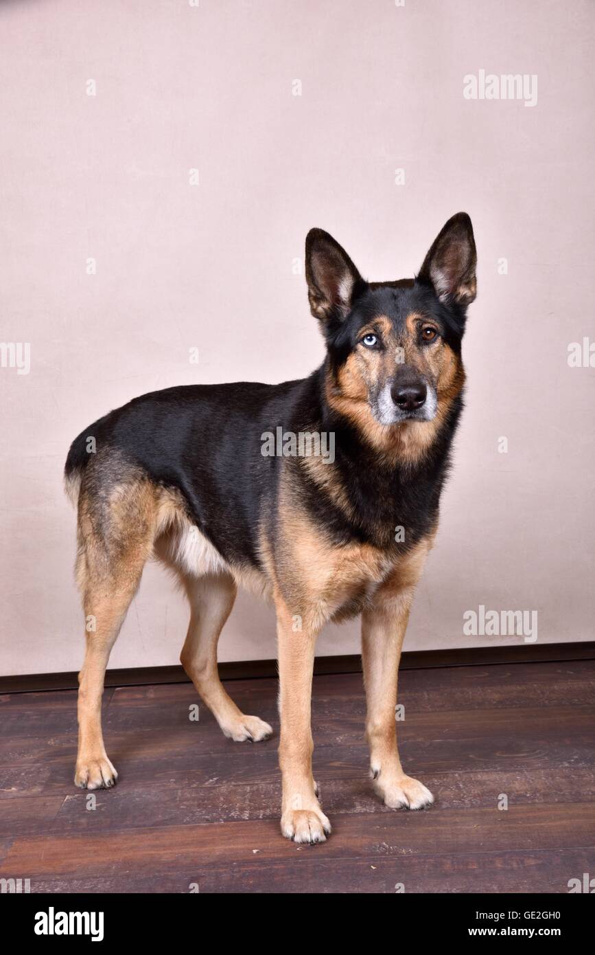 Husky-pastore Foto Stock