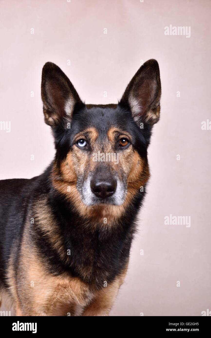 Husky-Shepherd ritratto Foto Stock