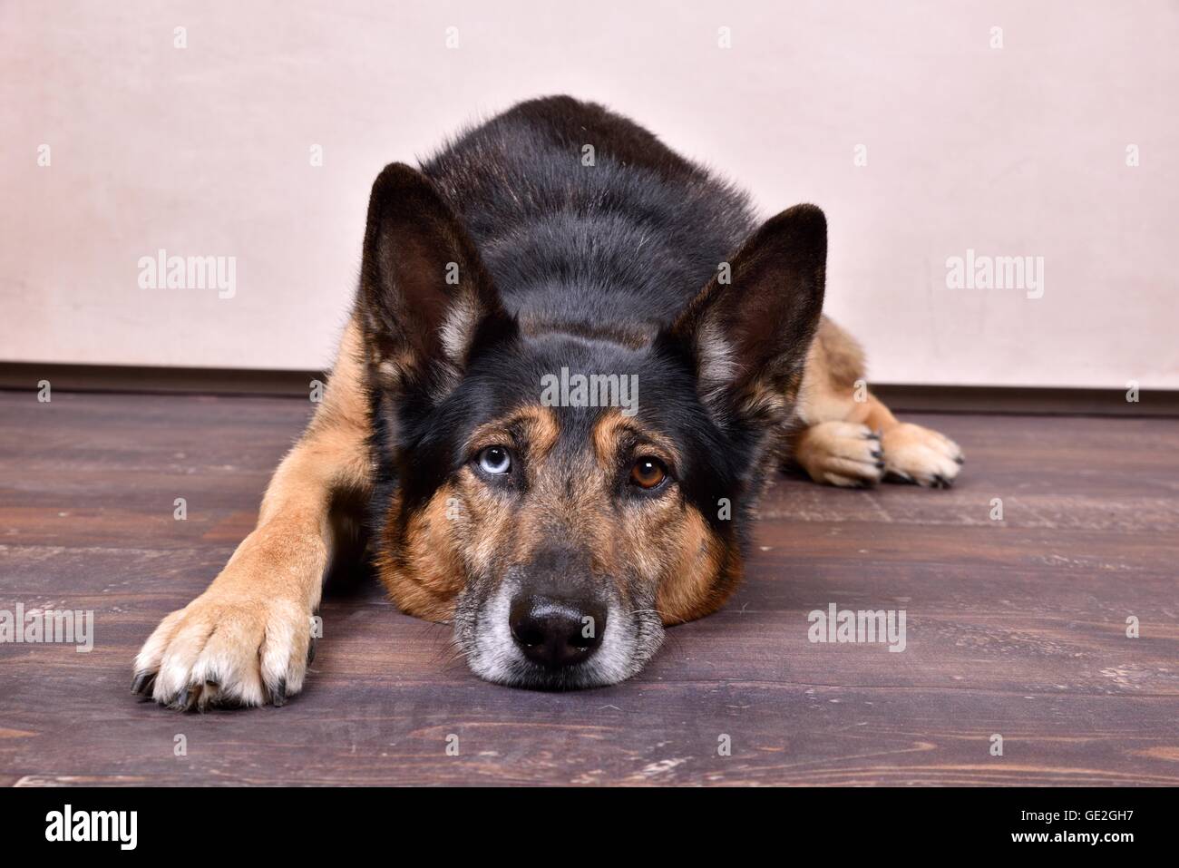 Giacente Husky-Shepherd Foto Stock