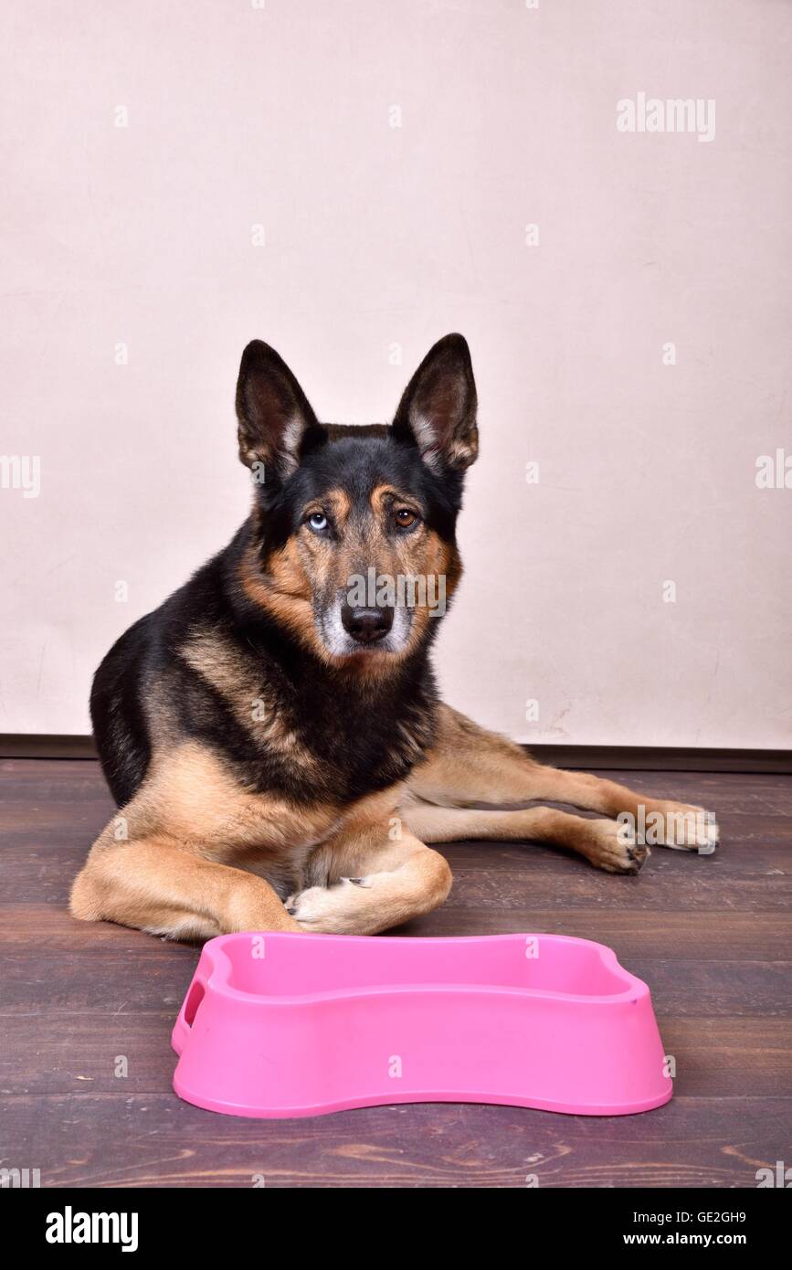 Giacente Husky-Shepherd Foto Stock
