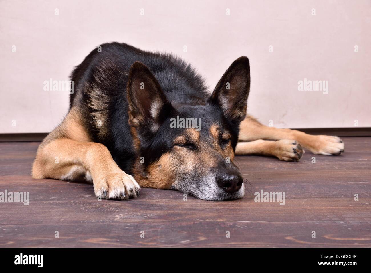 Sleeping Husky-Shepherd Foto Stock