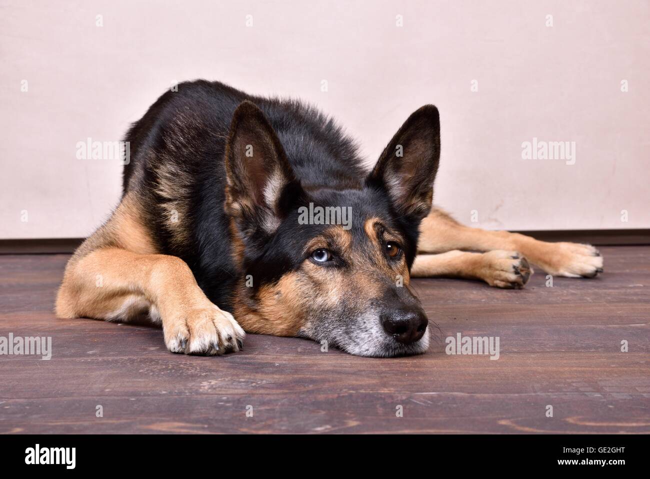 Giacente Husky-Shepherd Foto Stock