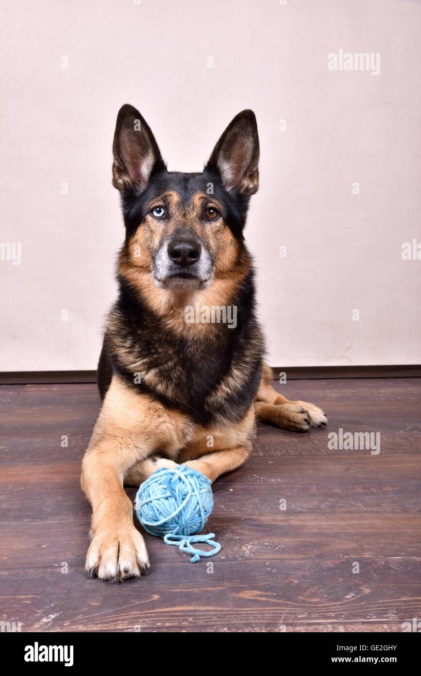Giacente Husky-Shepherd Foto Stock